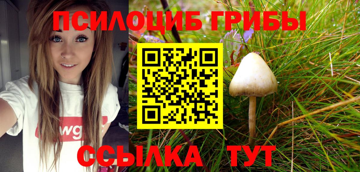 Галлюциногенные грибы Psilocybe Камень-на-Оби
